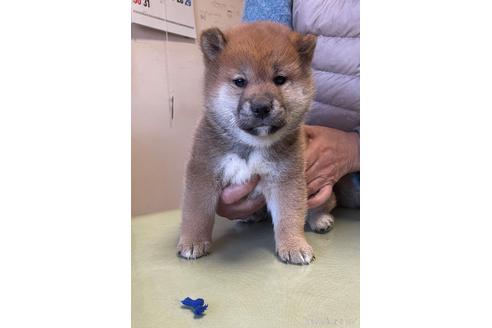 成約済の埼玉県の柴犬-164685の1枚目